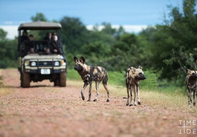 Wild Dog